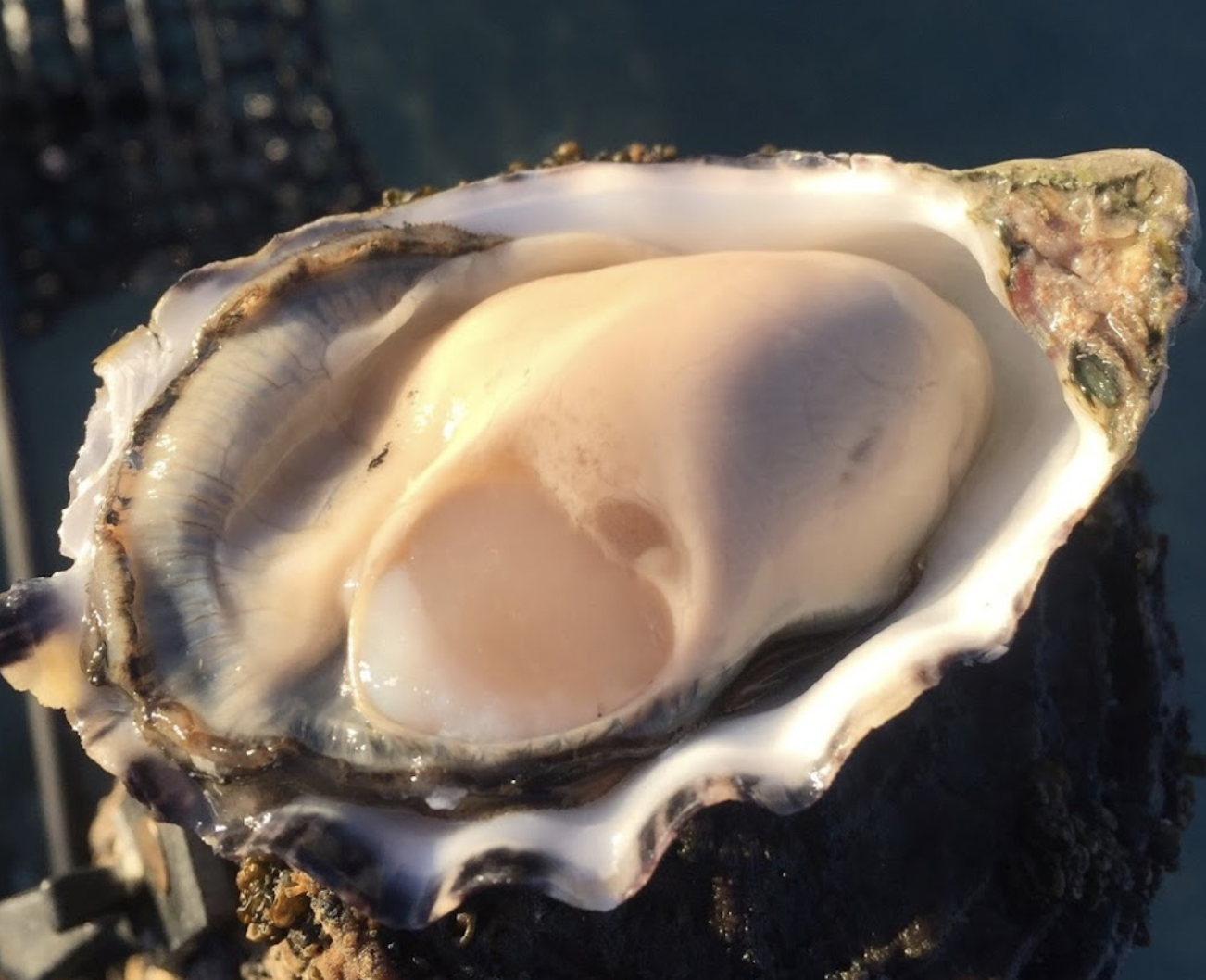 Screen-Shot-2023-06-12-at-115546-am