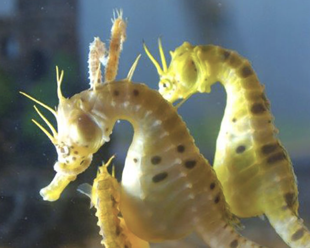 Screen-Shot-2023-06-12-at-124308-pm