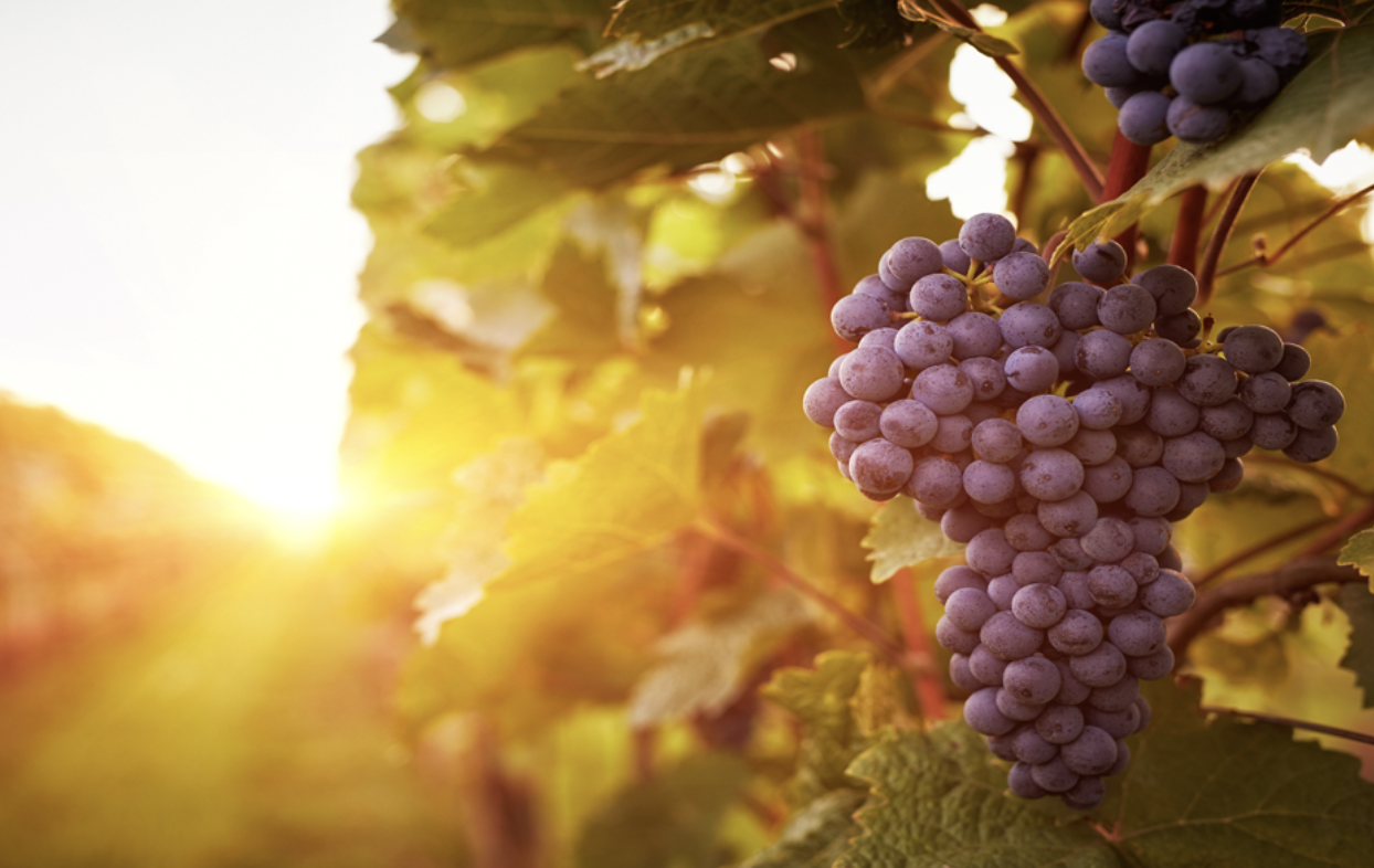 Screen-Shot-2023-06-13-at-30521-pm