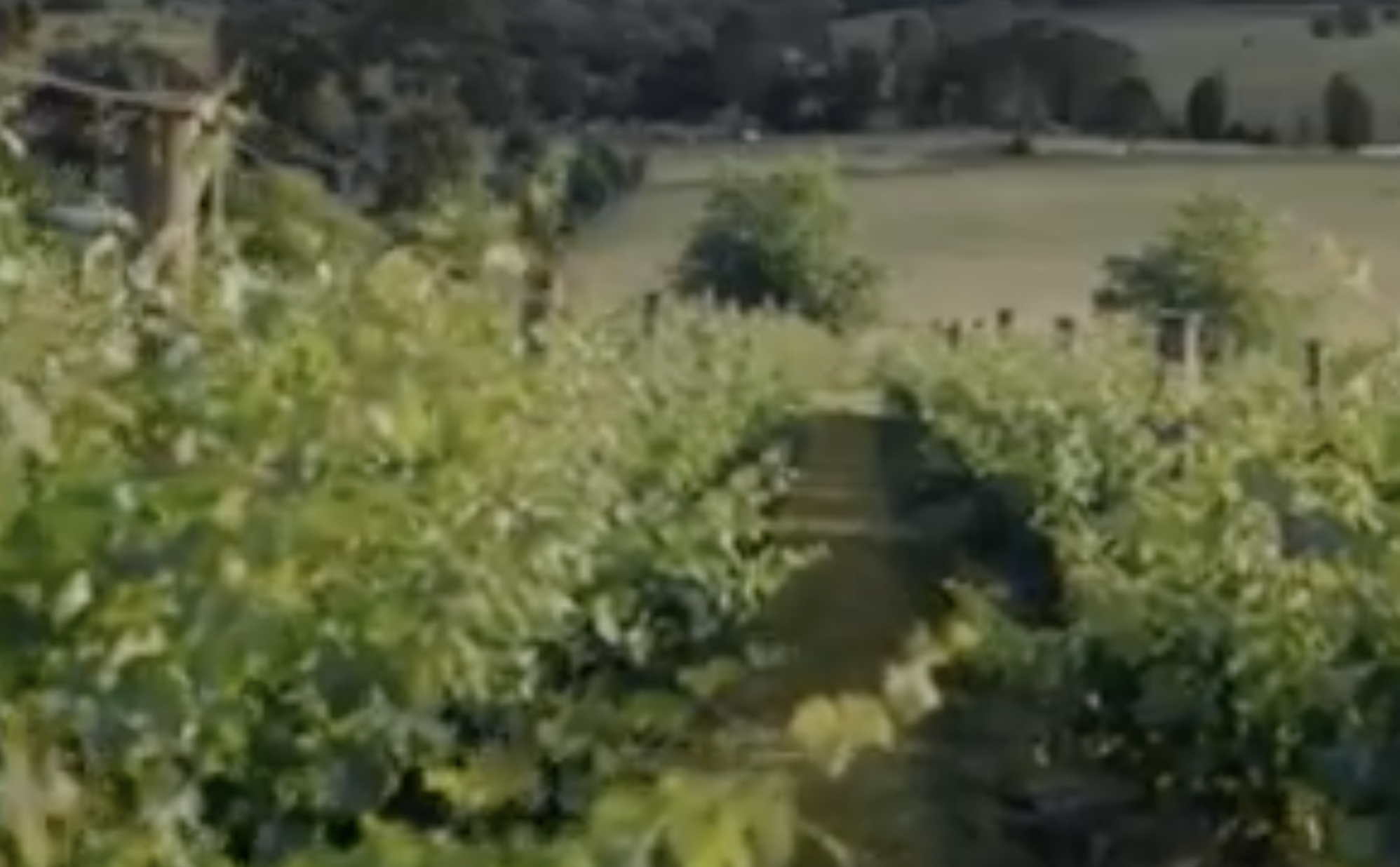 Screen-Shot-2023-06-13-at-24625-pm