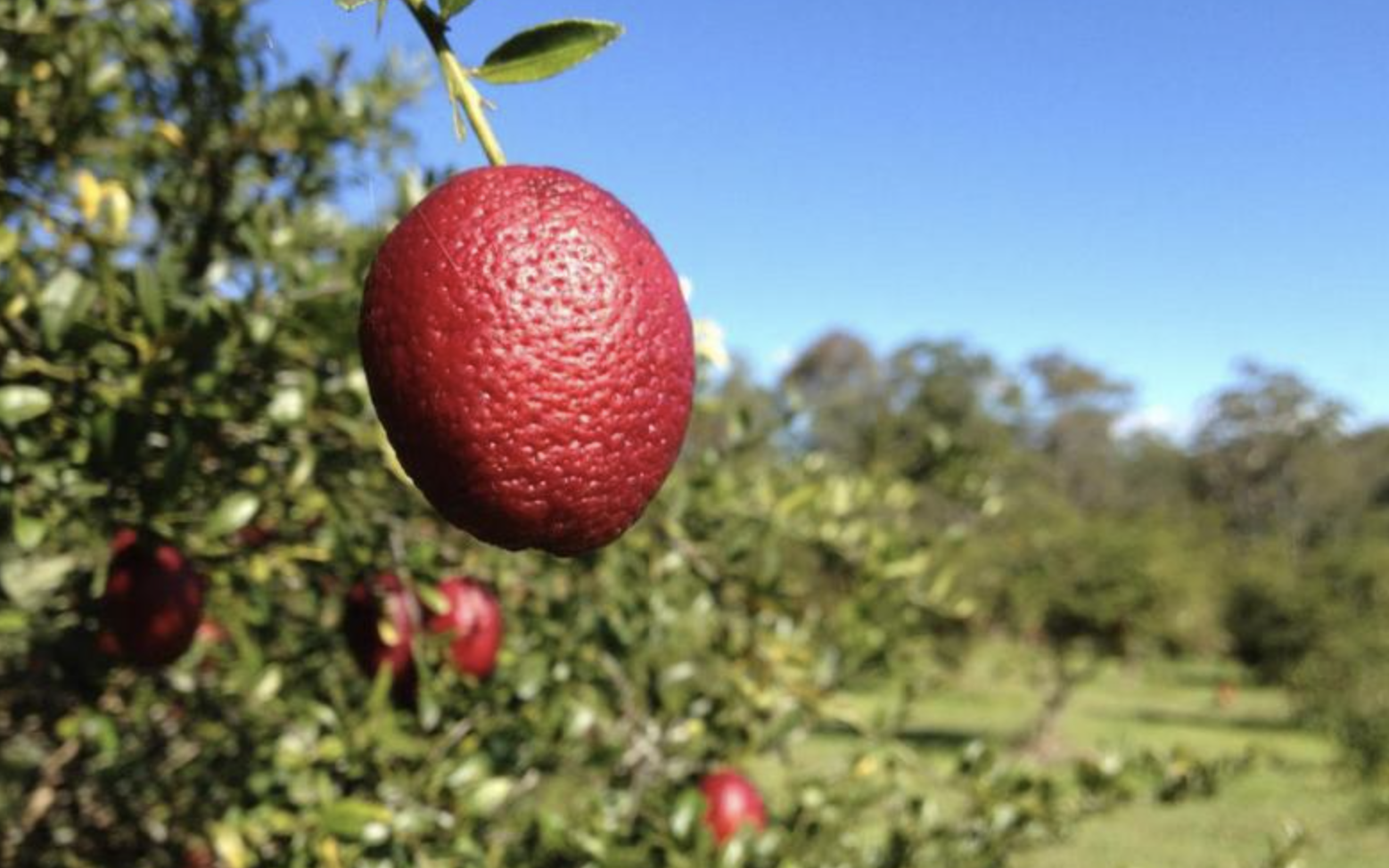 Screen-Shot-2023-06-15-at-64002-pm