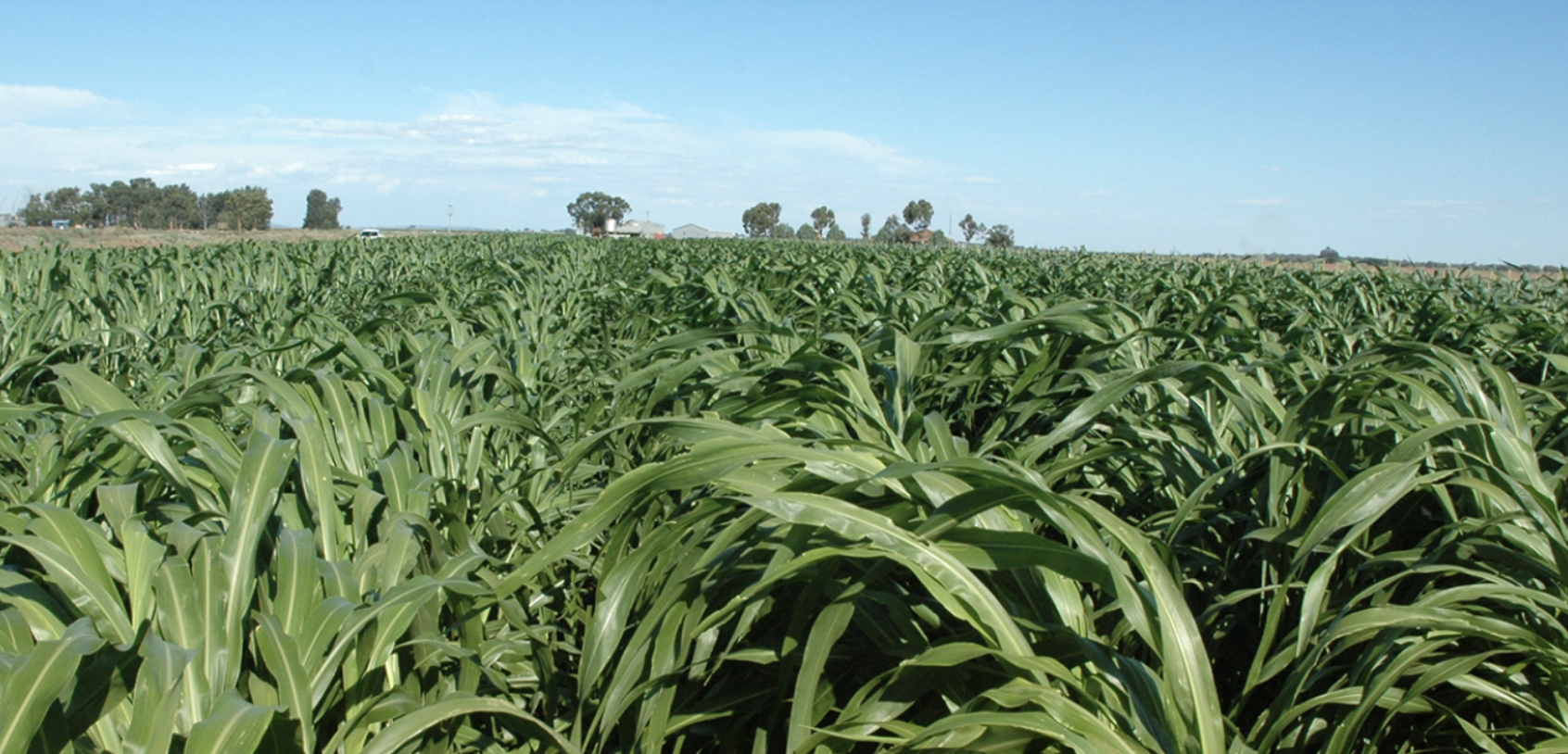 Screen-Shot-2023-06-16-at-93428-am