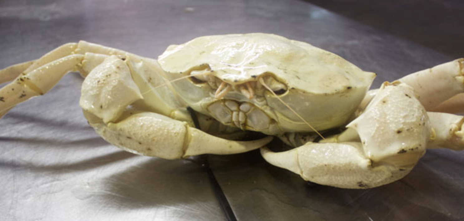 Screen-Shot-2023-06-17-at-121253-pm