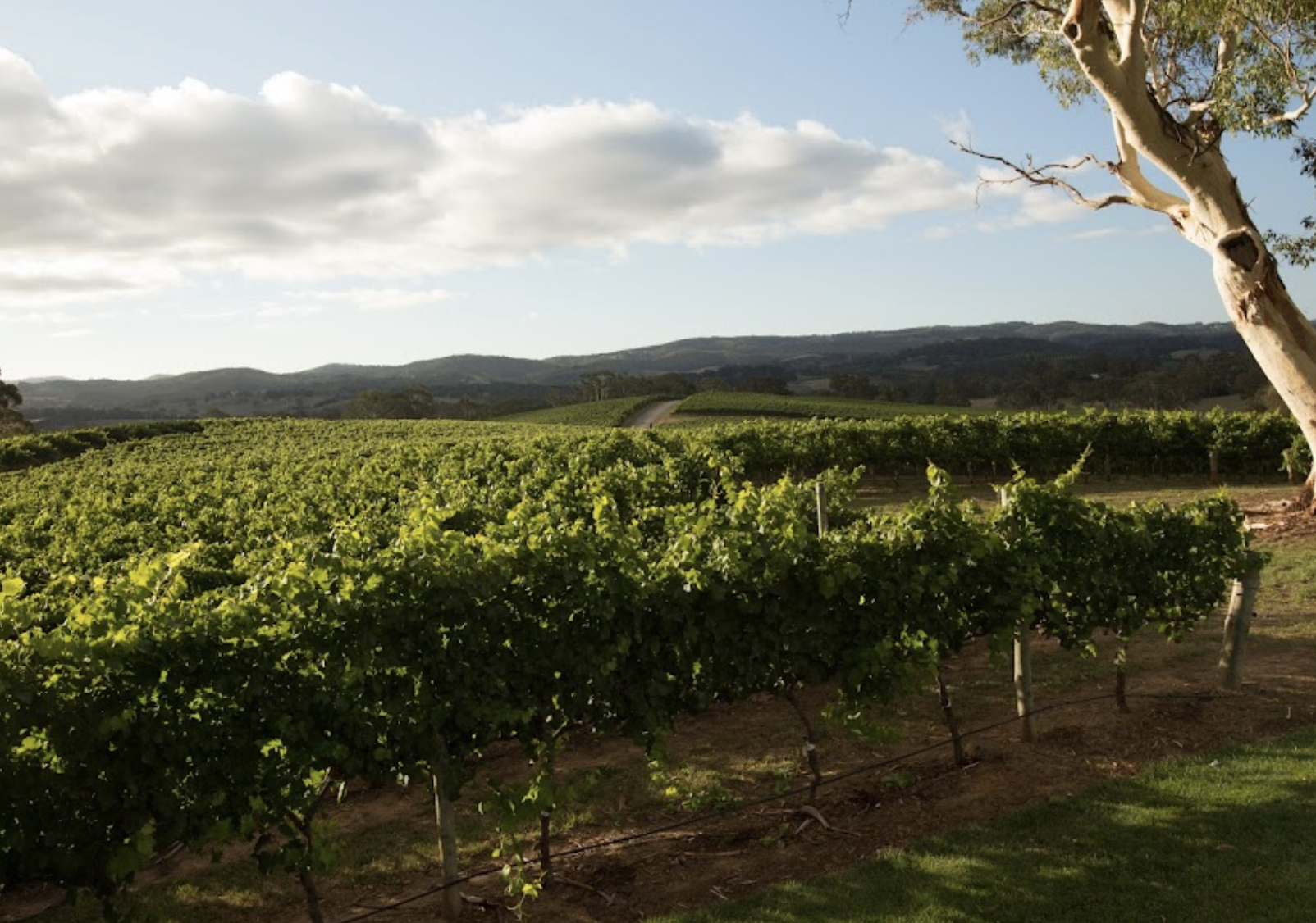 Screen-Shot-2023-06-17-at-25716-pm