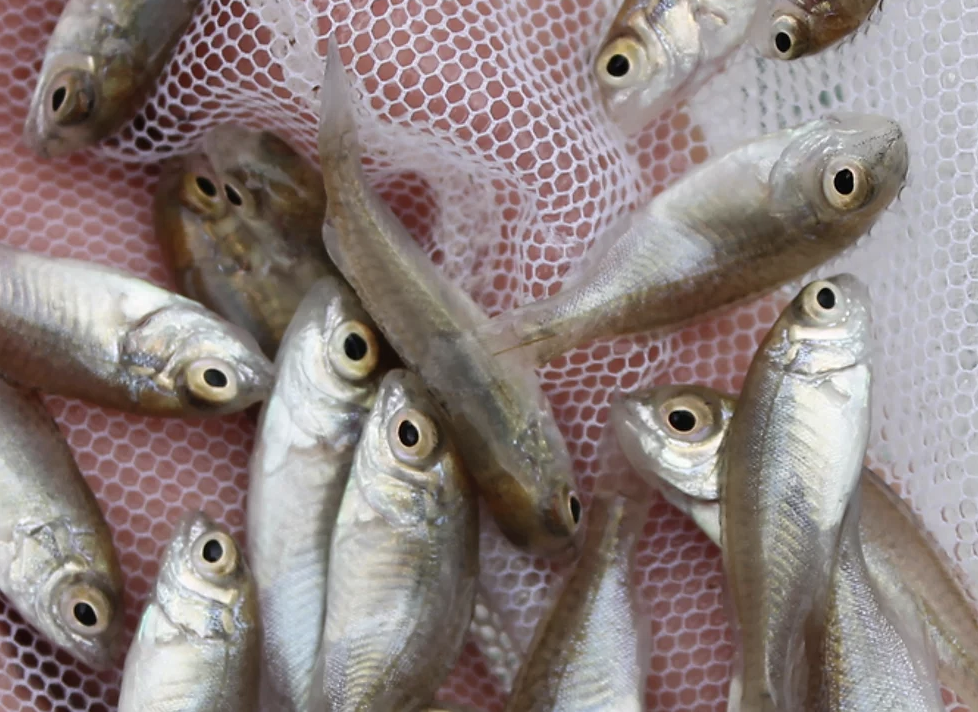 Screen-Shot-2023-04-30-at-120246-pm