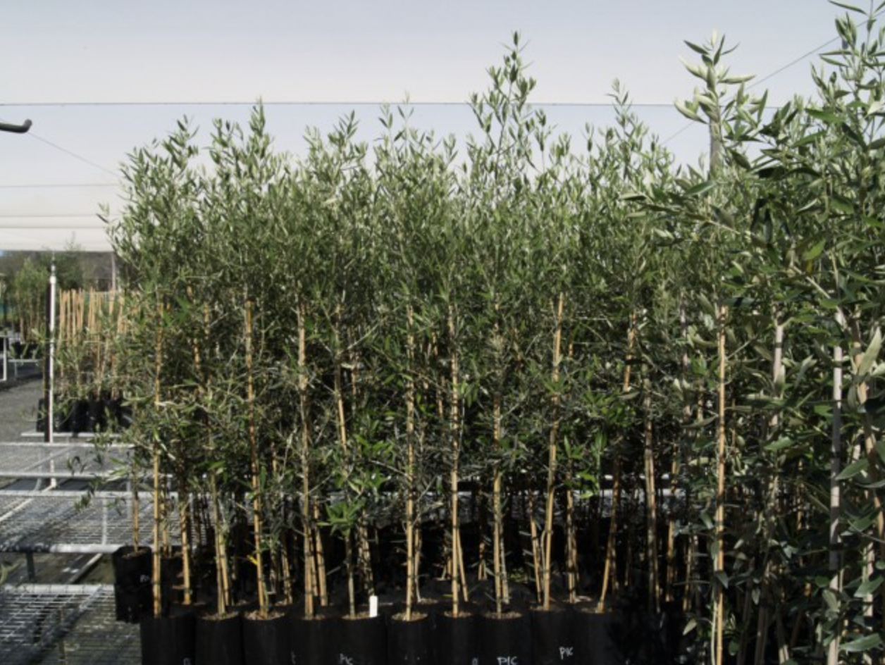 Screen-Shot-2023-04-30-at-124628-pm