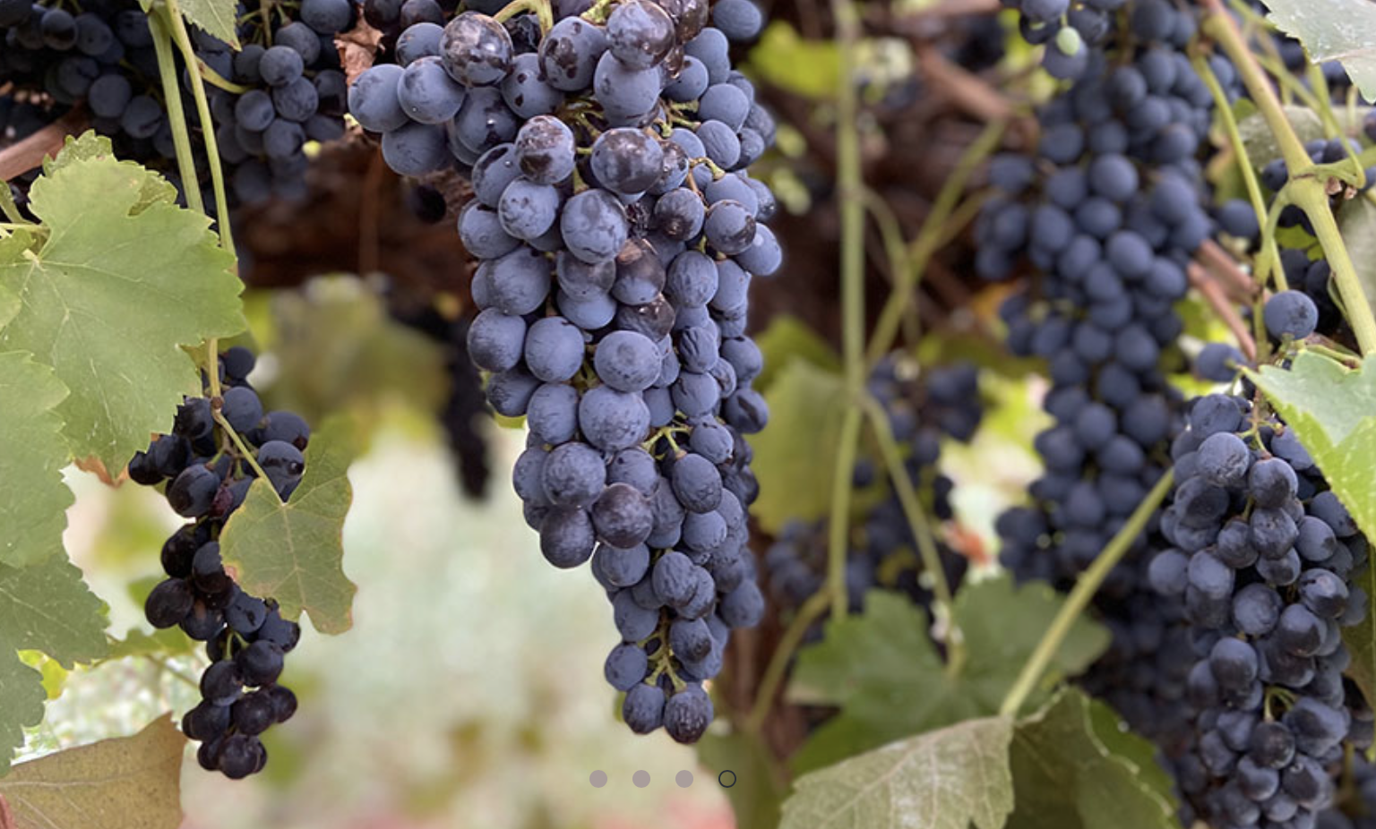 Screen-Shot-2023-04-30-at-33406-pm