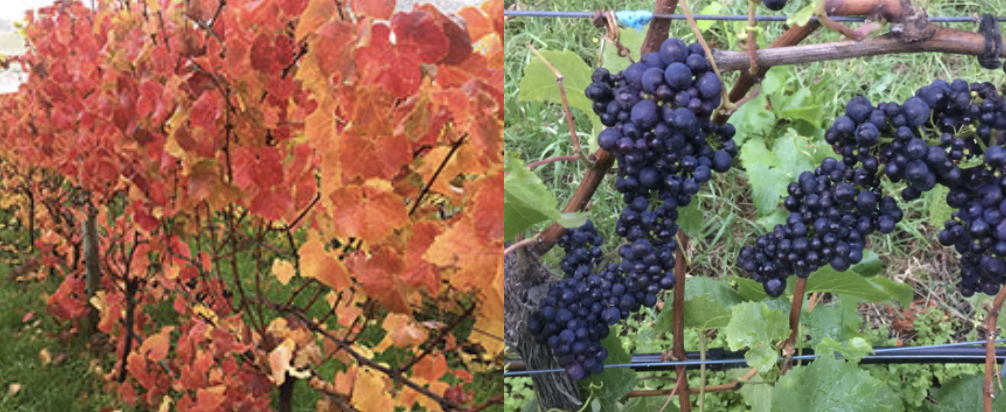 Screen-Shot-2023-05-09-at-65908-am