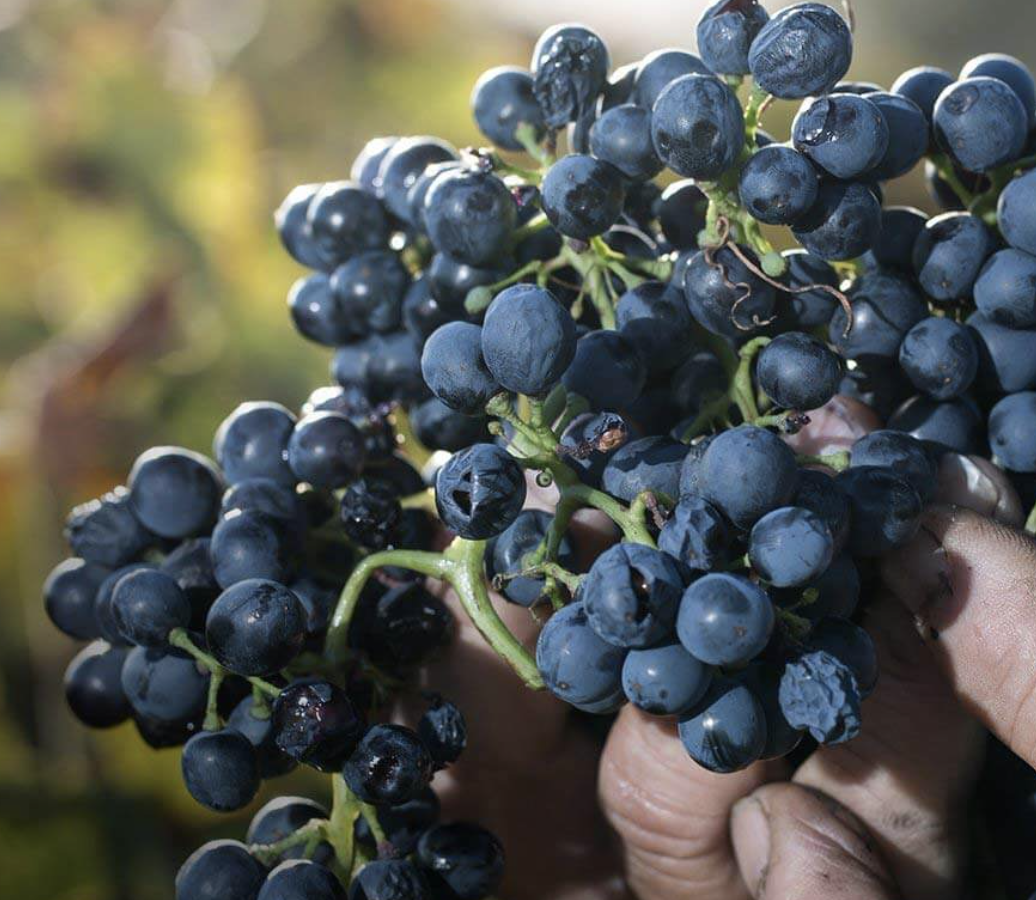 Screen-Shot-2023-05-30-at-53251-pm