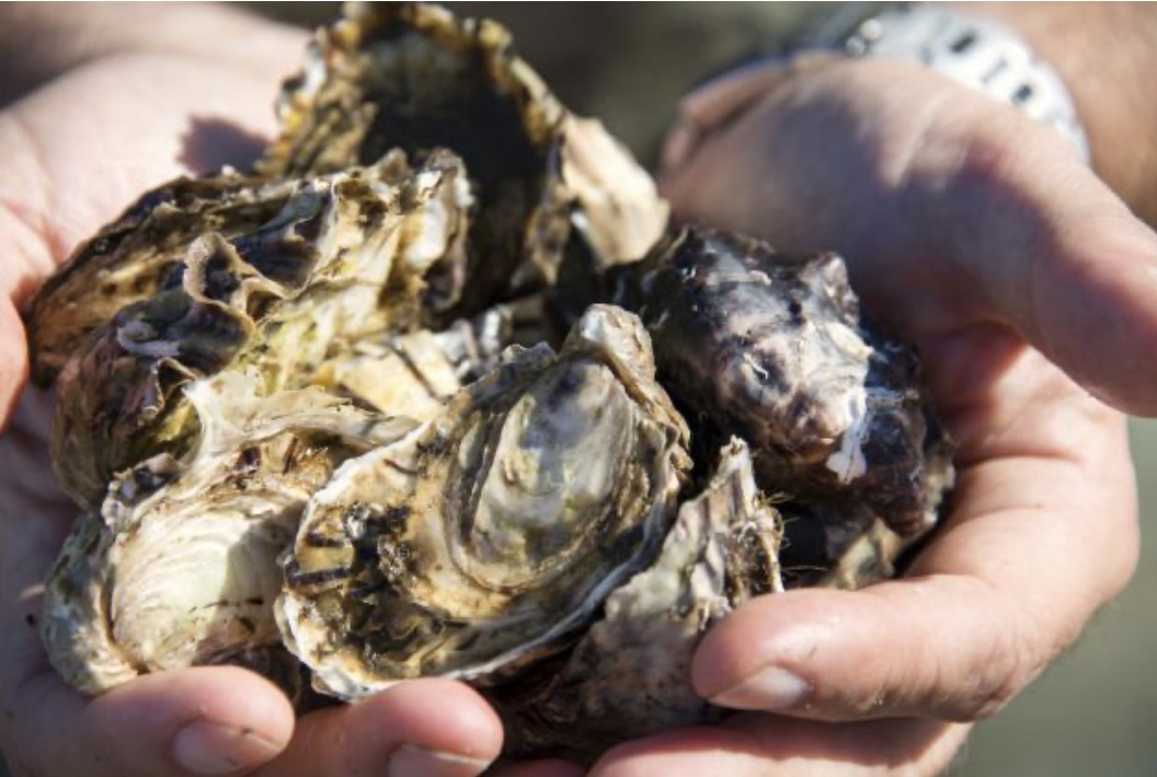 Screen-Shot-2023-06-01-at-110500-am