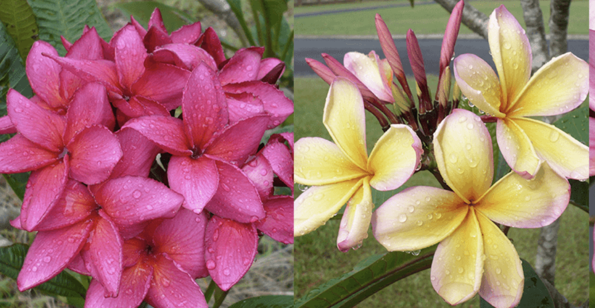 Screen-Shot-2023-06-01-at-111355-am