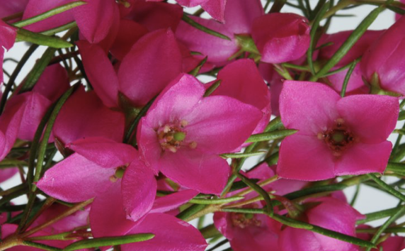 Screen-Shot-2023-06-01-at-121630-pm