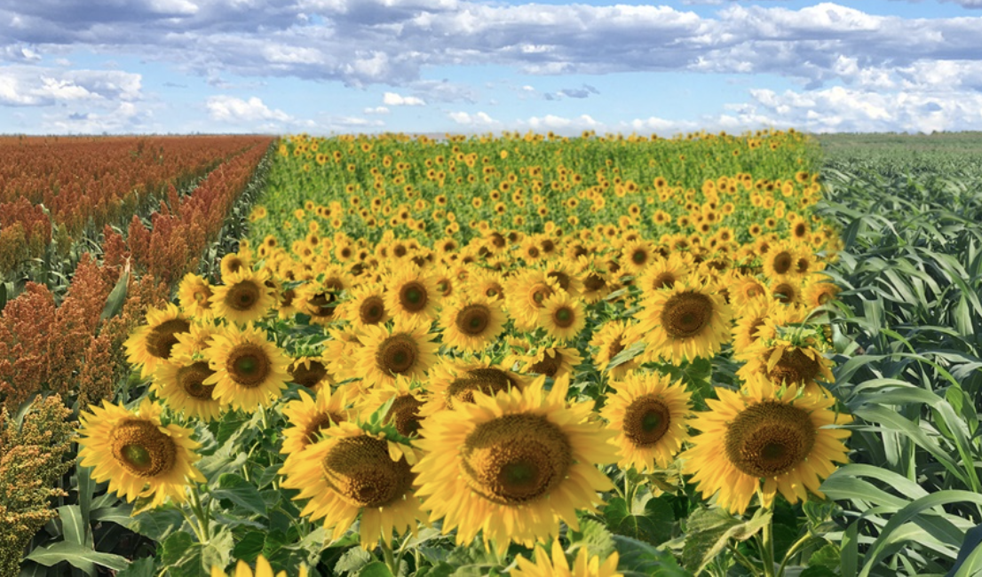 Screen-Shot-2023-06-03-at-101948-am