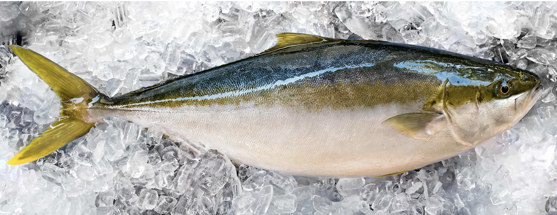 Screen-Shot-2023-06-03-at-104503-am