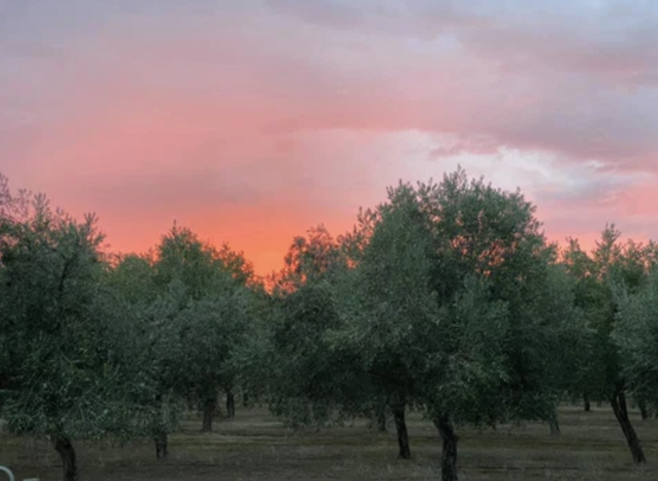 Screen-Shot-2023-06-11-at-112758-am