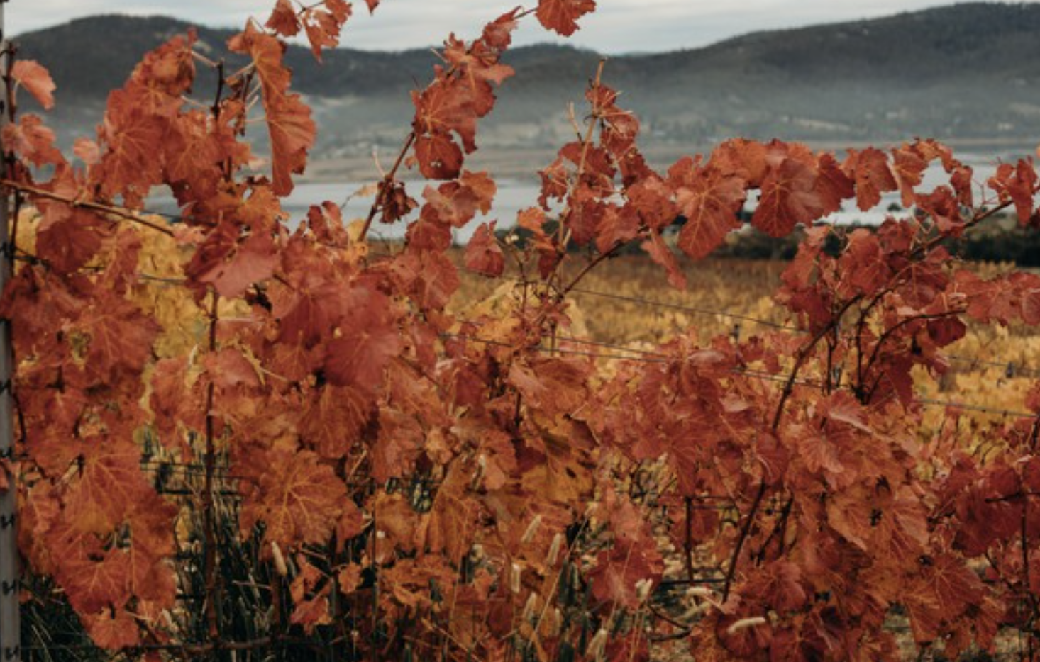 Screen-Shot-2023-06-11-at-124831-pm