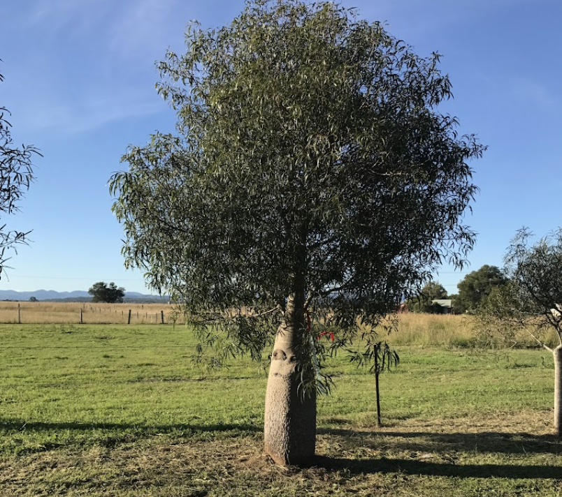 Screen-Shot-2023-06-11-at-125303-pm