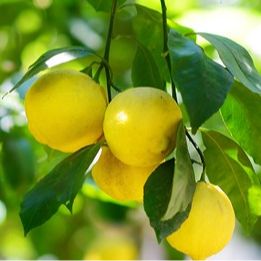 Fresh Fruit & Vegetable